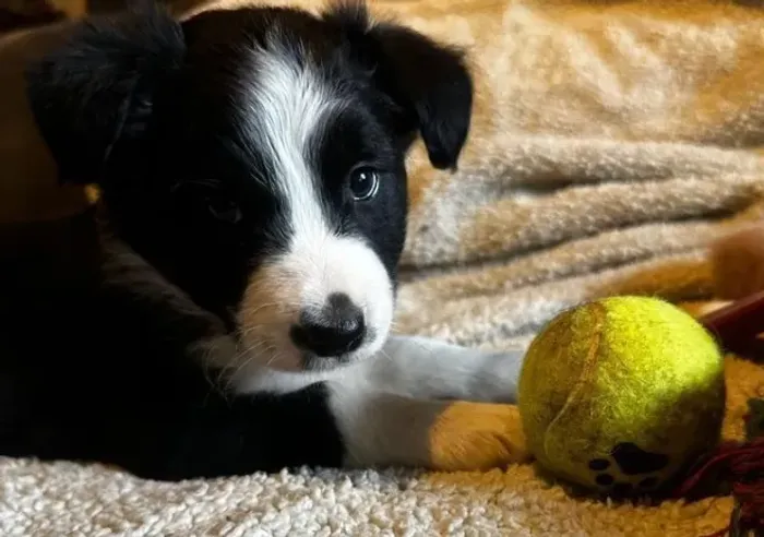 Border Collie brincalhão e muito esperto
