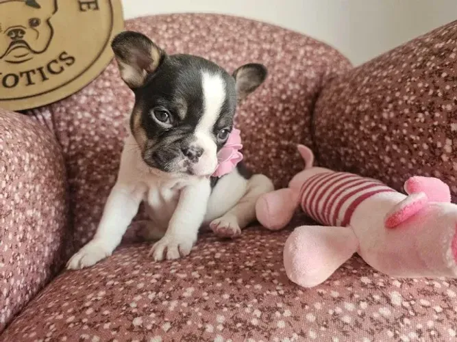 Bulldog Francês tem o pelo curto, liso, brilhante e macio