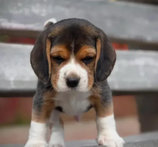 Filhotes de Beagle  | Venha conhecer esses amores!