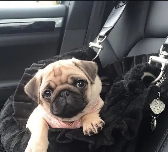 Filhote Pug, Cãopanheiros prontos para alegrar sua vida!