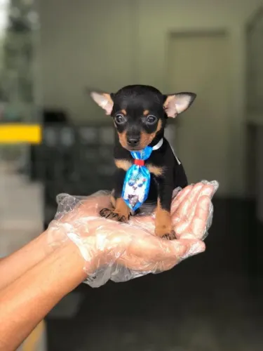 Pinscher macho preto e canela filhotes a pronta entrega vacinados e com pedigree