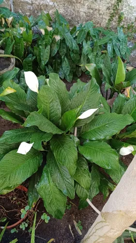 Lirios da Paz com vaso e flores