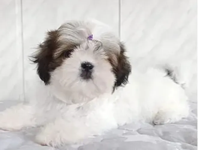 Shih-Tzu Fêmea Liver and White: O Melhor Companheiro em Tamanho Pequeno!
