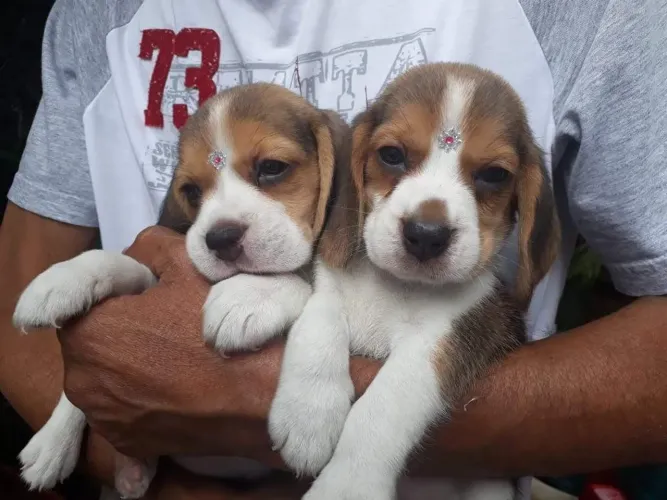 Beagle