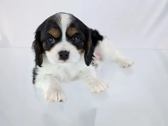 Cavalier King Charles Spaniel: raça nobre com perfil familiar