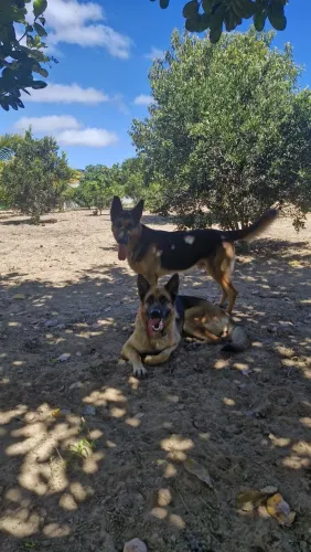 Filhotes de Pastor Alemão 