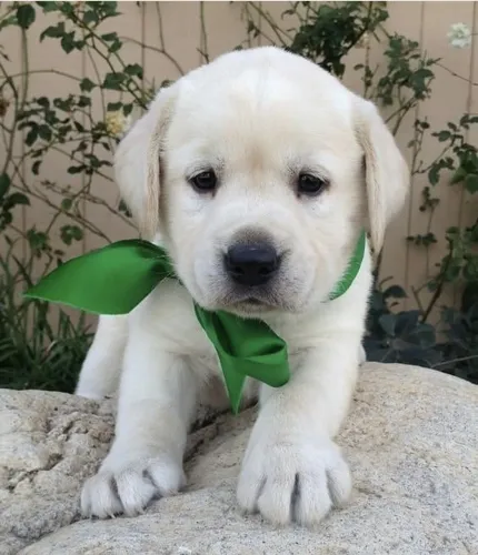 Labrador filhotes fofinhos amizades sem julgamento 