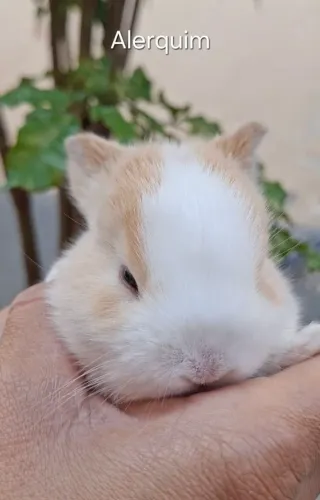Coelhos Minilop