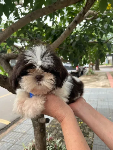 Filhote Shih-tzu macho