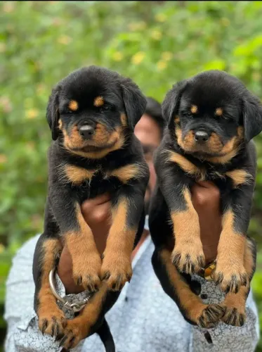 Baby rottweiler dócil e temperamento saudável de guarda selecionada
