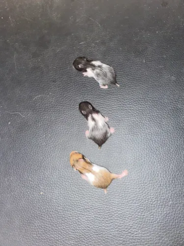Filhotes de hamster sírio 