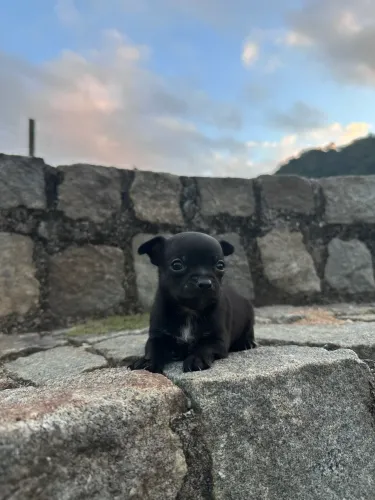 Pinscher macho preto 