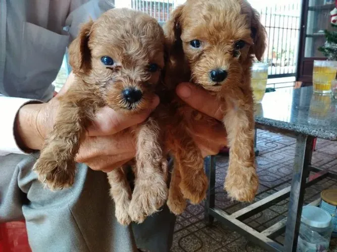 poodle x york lindos e peludos