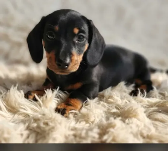 Filhotes de cachorrinho Basset tektel 