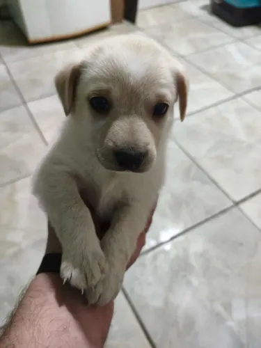 Doação de cães filhotes