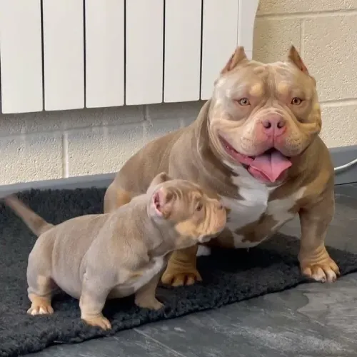 Filhotes de American Bully - Alegria Garantida 
