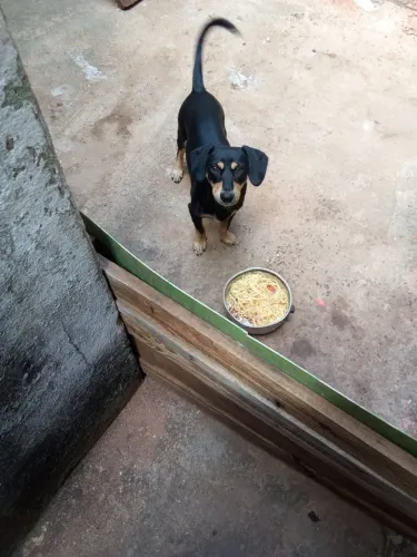 Cachorros raça pequena 
