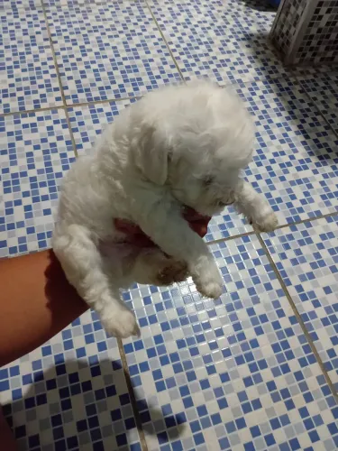 Poodle  macho 