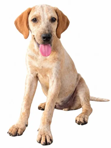 Cachorrinhos para adoção