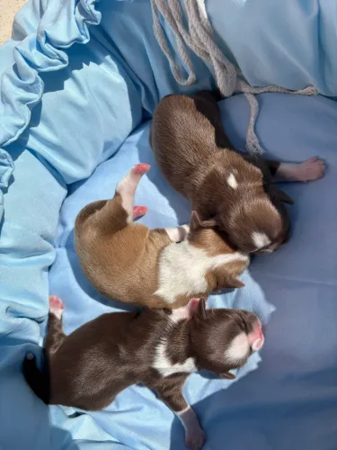 Filhotes de shih tzu para reserva