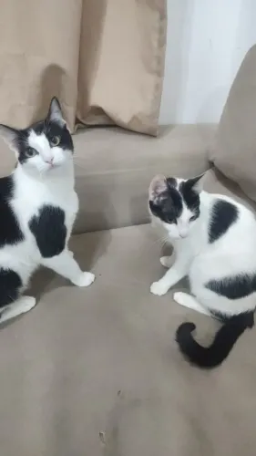 Gatas frajolas