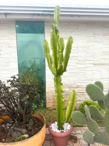 Cacto Candelabro (Mandacaru) adulto. 