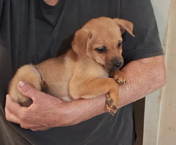 Pinscher Miniatura Fêmea Pai Zero Mãe Um