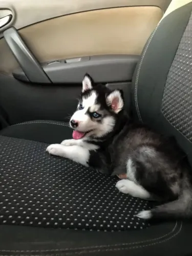 HUSKY SIBERIANO filhote