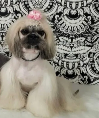 Doação de Shih tzu Fêmea 