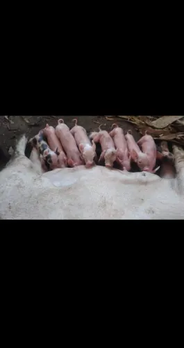 Filhotes de porco.