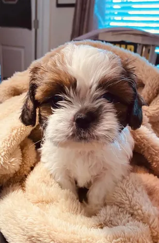 Shih Tzu um pet pra amar muito