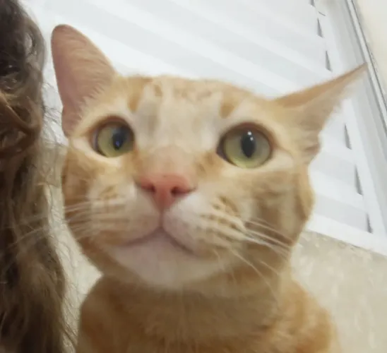 Doa-se gatinho macho castrado super dócil 