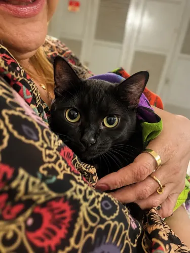 Gatinho preto adoção 