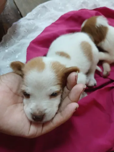 Doações  2 cachorrinhos fêmeas lindas