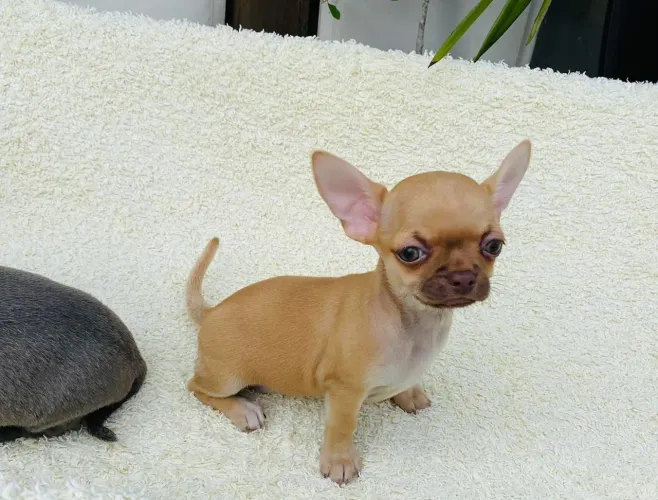 Chihuahua