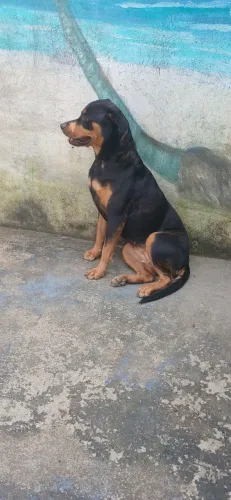 Fêmea top de Rottweiler disponível à venda