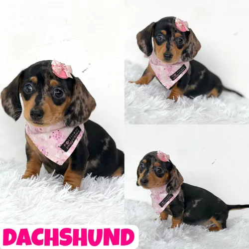 Dachshund Arlequim Fêmea c/ Microchipe + Garantia + Parcelado 12x