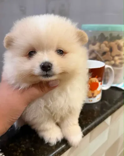 Doação Spitz Alemão com 76 dias Vacinado!!