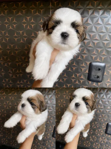 Filhote de shih tzu Macho