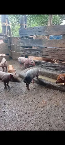 Animais 