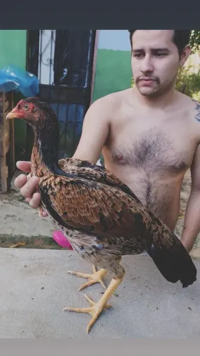 Franga de 8 meses