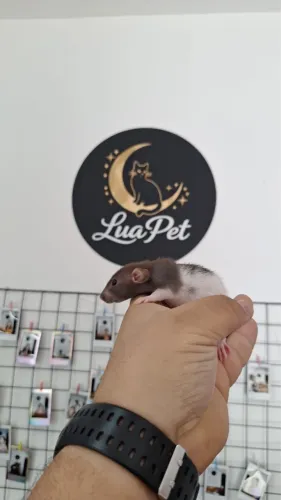 Rato twister