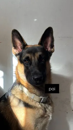 FILHOTES DE CAPA PRETA COM MALINOIS