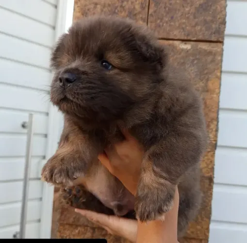 Doação cachorro filhote chow chow