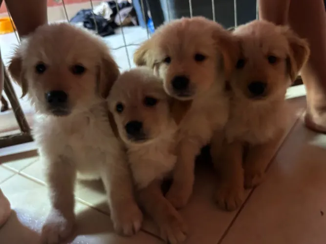 Golden Retriver Filhote 