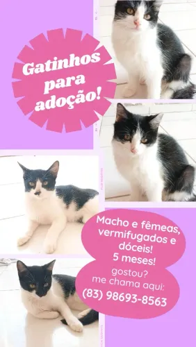ADOÇÃO URGENTE DE GATINHOS!!!!! OS AJUDE A ACHAR UM LAR