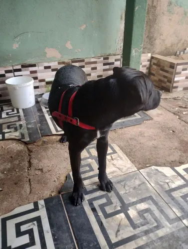 Cachorro com 8 meses