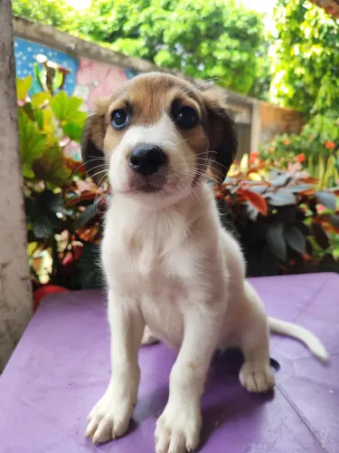 Doação filhotes cachorro