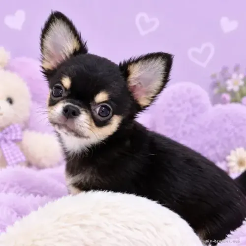 Filhote de cachorro muito companheiro Chihuahua