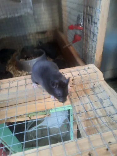 Hamister 